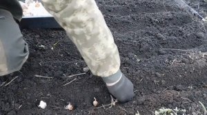 Посадка чеснока в НОЯБРЕ! Как посадить чеснок ОСЕНЬЮ