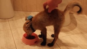 Лисенок кушает
