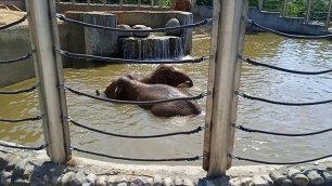 Слоны купаются, спасаются от жары. Московский зоопарк.