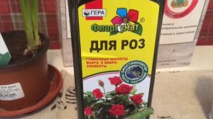 Розы из интернет магазина. Боника и Синдерелла.