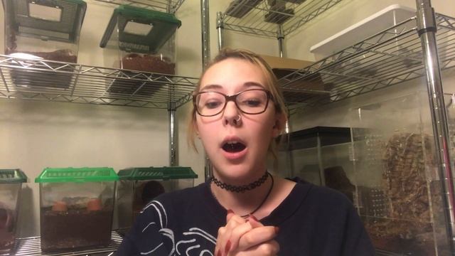 Pterinochilus murinus Species Video! смотреть онлайн