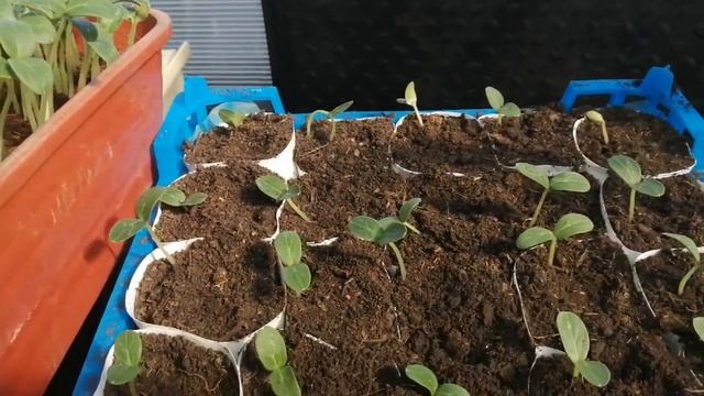 Лучшее притенение для растений в теплице. Пикировка огурцов. смотреть онлайн