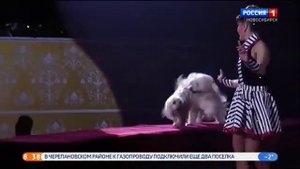 В Новосибирске Росгосцирк представит программу Джамбо