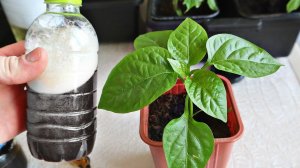 Кормите этим рассаду перца и помидор вплоть до высадки! Размер плодов вас приятно удивит! Подкормка