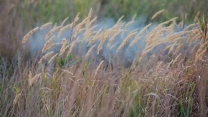 Футаж трава, луг. Free footage grass, lea 001