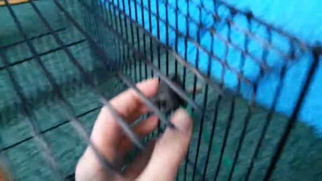 Бесшумное колесо для хомяка с использованием спинера!