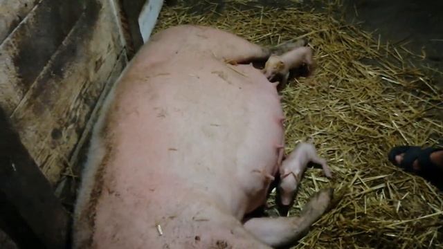 Загадочный и не предсказуемый опорос! Поросят хватило под трёх свиноматок! смотреть онлайн