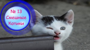 Котики Смешные?№13