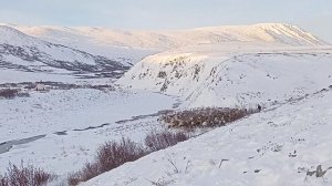 Оленевод введёт стадо упряжных оленей к стойбищу.