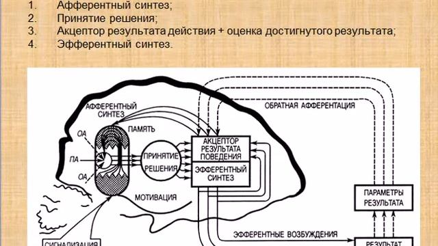 Артеменко М.В. Лекция №14 «Кибернетика физиологических функций. Рефлекторная дуга» смотреть онлайн