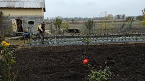 Нитрафен, обрабатываем клубнику