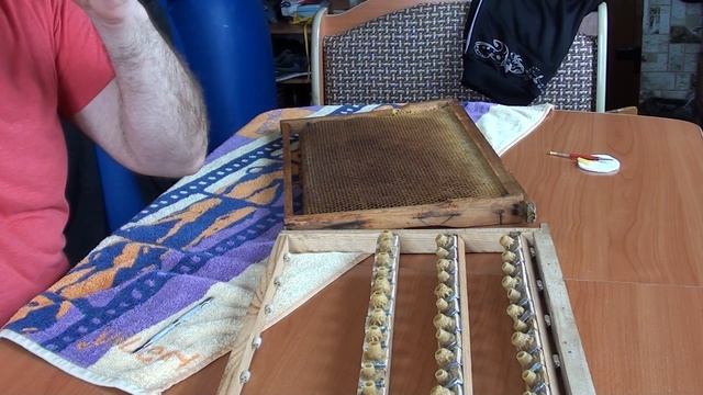 Вывод маток. Перенос и прививка личинок на прививочную рамку и результат приёма смотреть онлайн