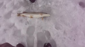 зимняя рыбалка на щуку на алтае