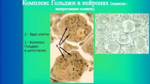 Нервная ткань.1. Общая характеристика. Строение нейрона