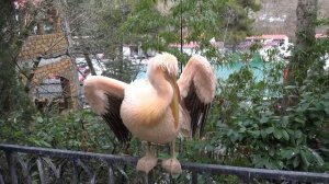 Розовые пеликаны! Ялтинский зоопарк Сказка!