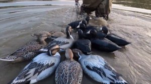 Чучела лысух MOJO Coot Confidence