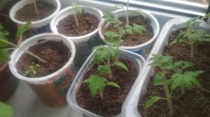 Сравним всходы сортов томата для выращивания в горшечной культуре