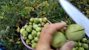 ГРЕЦКИЙ ОРЕХ ! СОБИРАЕМ ЧИСТИМ! УРОЖАЙ 2019! WALNUTS! COLLECT, CLEAN! THE HARVEST OF 2019!,