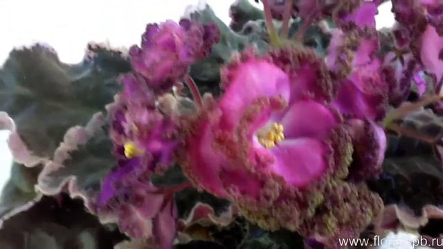 ЛЕ-Версаль - пестролистная фиалка. Мои цветущие комнатные растения.