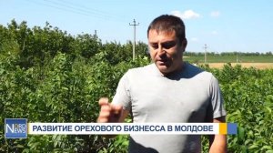 7 тонн орехов с гектара. Как развивают бизнес молдавский фермер из Теленештского района