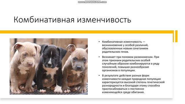 9-11 класс Изменчивость организмов Фенотипическая, Комбинативная, Мутационная изменчивости смотреть онлайн