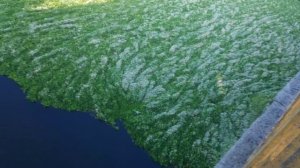 Пистия. Нашествие пистии на речку Северский Донец