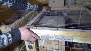 Разведение кроликов калифорнийской породы в ЛПХ Кубик