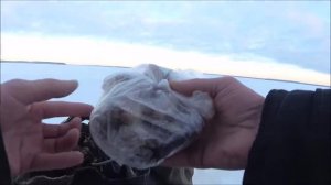Вместо живца Ставлю путассу На налима  Зимняя рыбалка