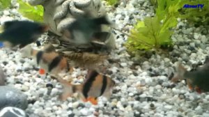 КРЕВЕТКA МАКРОБРАХИУМ И БАРБУСЫ ПОМИРИЛИСЬ :)