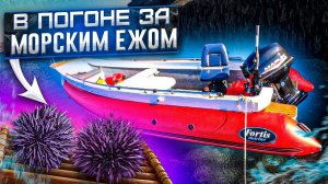 за морским Ежом на Fortis 460Z