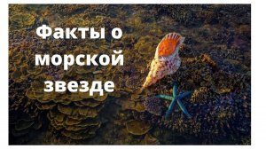 Удивительные факты морской  звезды