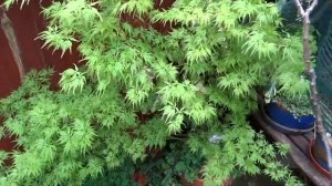 Acer palmatum Seiryu