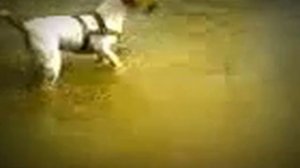 Гладкошерстный - Фокстерьер