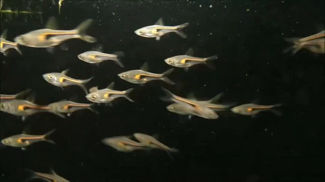Trigonostigma hengeli - glowlight rasbora - Pesciperacquario.it смотреть онлайн