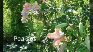 Лилии ОТ гибриды (Ориенпеты) с названием сортов.