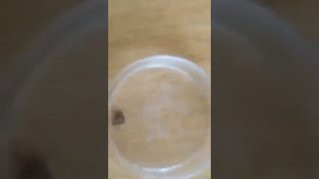 Эфирное масло ЭФКАЛИПТА защита от клещей +79834466179 смотреть онлайн