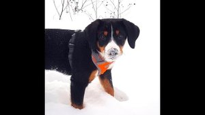 Энтлебухер зенненхунд. Интеллект, Вопросы и ответы,  История