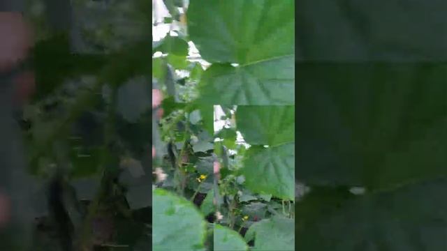 как заработать миллион в деревне #1000000 #₽ #бизнес #теплицы #агро смотреть онлайн