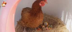 Рассиживаю несушку в кошачьем туалете с хрусталем и нарядными яйцами ????