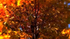 ФУТАЖ Осень - FOOTAGE Autumn