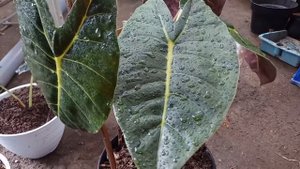 Alocasia golden Bone (alokasia hibrid part 3)