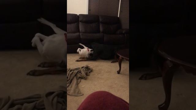 Doberman VS Jack Russell смотреть онлайн