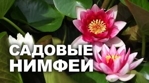 Нимфея в дачном пруду: уход, размножение, зимовка