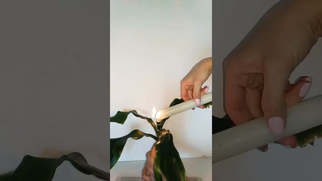 Как обработать срез растений смотреть онлайн