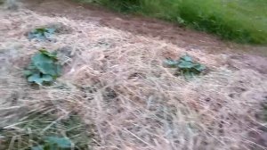 Целина-природное земледелие от А до Я.