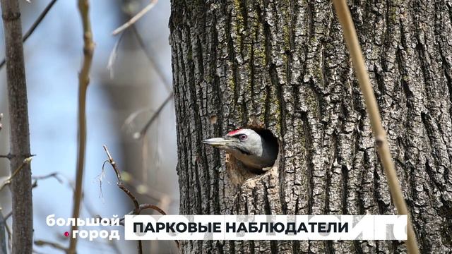 ПАРКОВЫЕ НАБЛЮДАТЕЛИ. Большой город 23/04/2024