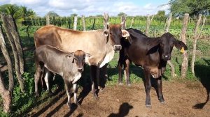 FEIRA DO GADO EM ALTINHO-PE   24-02-2024  #nordeste