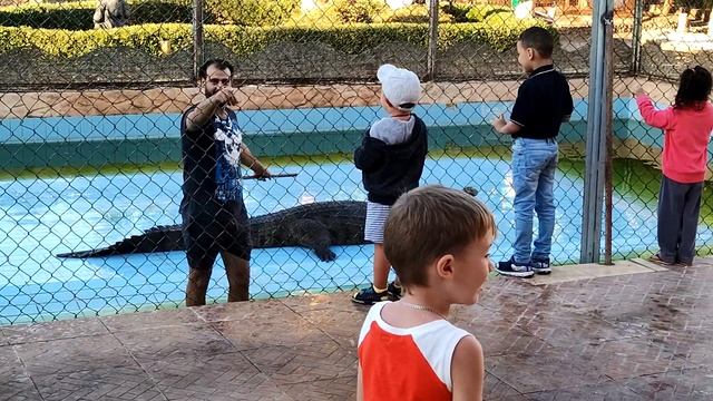 Шоу крокодилов в Шарм Эль Шейх. Египет 03.2020 смотреть онлайн