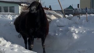 Баран производитель по кличке Каштан 15.01.2024г