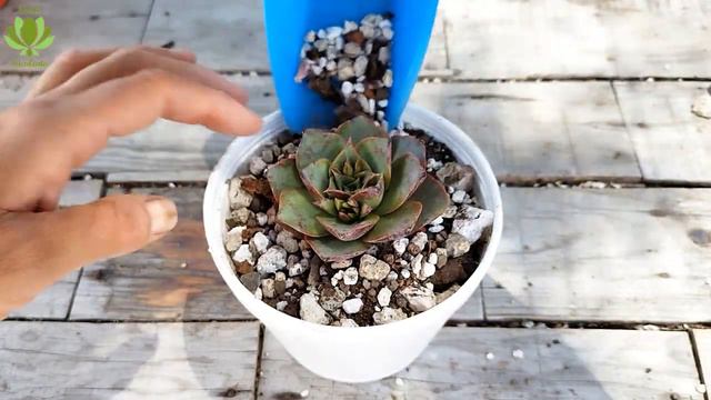 Una Echeveria con grandes flores: Echeveria longissima var. longissima. смотреть онлайн